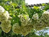 Rose Astra desmond